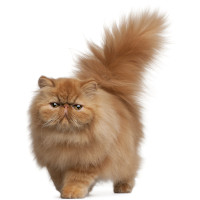 Persų katė