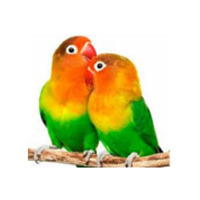  Meilės paukščiams