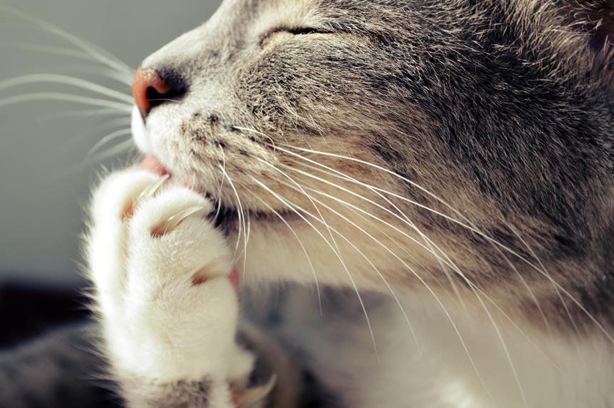 Katės nagų kirpimas - kada, kaip ir ar apskritai tai daryti?