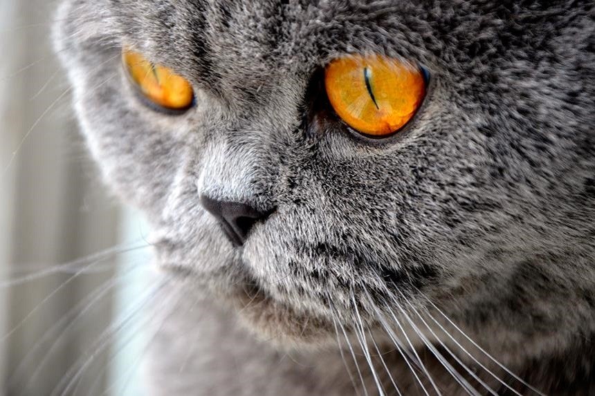Katės pūliuojančios akys – požymiai
