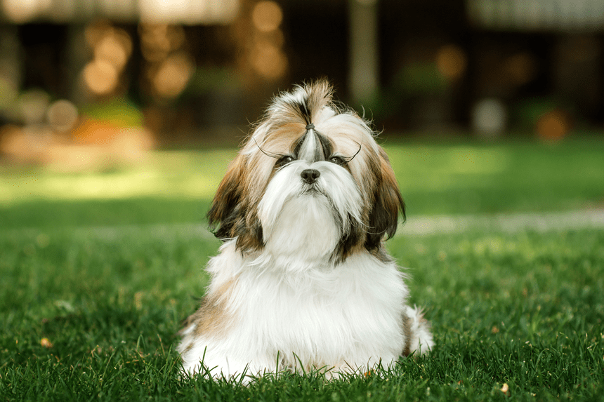 SHIH TZU ŠUNYS - VISKAS, KĄ REIKIA APIE JUOS ŽINOTI