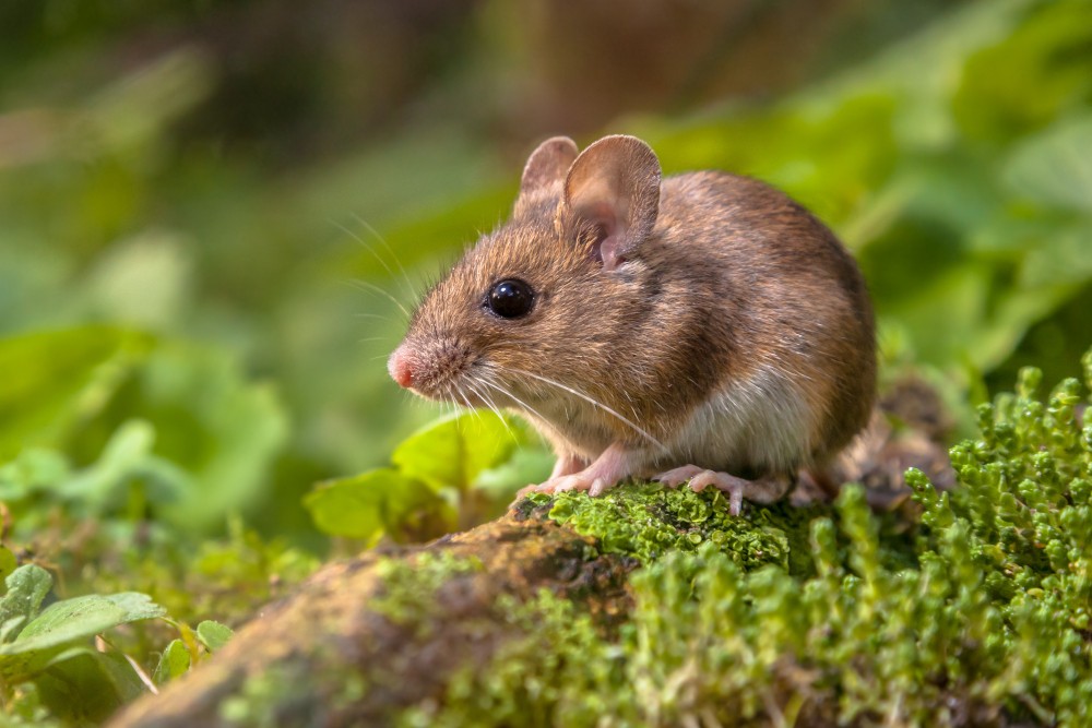PELĖS - LIGOS. KĄ DARYTI PASTEBĖJUS SIMPTOMUS IR KADA KREIPTIS Į VETERINARIJOS GYDYTOJĄ?