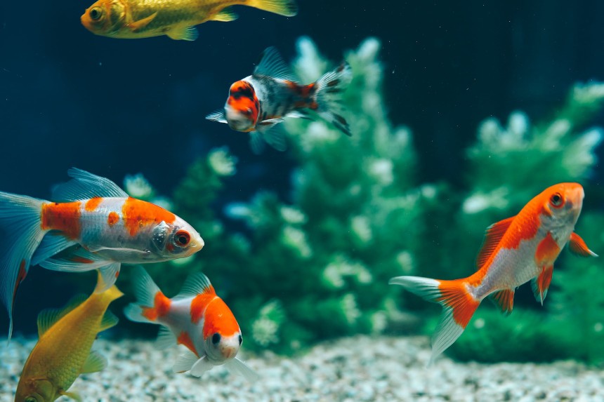 KAIP PARINKTI AKVARIUMO GYVENTOJUS, KAD ŠIE DERĖTŲ TARPUSAVYJE