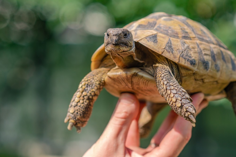 GRAIKINIS VĖŽLYS (TESTUDO HERMANNI) - VEISIMASIS, PAPLITIMAS IR BUVEINĖS