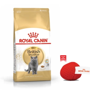 ROYAL CANIN British Shorthair 10 kg + Royal Canin kamuoliukas katėms NEMOKAMAI