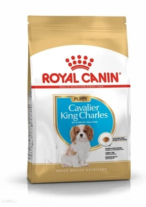 ROYAL CANIN Cavalier King Charles Spaniel Puppy 1,5 kg + STAIGMENA ŠUNUI